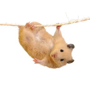 NAŽEHLOVAČKA - Křeček na provázku