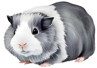 NAŽEHLOVAČKA - Morče Šedou