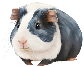 NAŽEHLOVAČKA - Morče Kubík