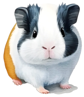 NAŽEHLOVAČKA - Morče Černoočka