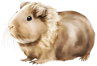 NAŽEHLOVAČKA - Morče Čokoláda